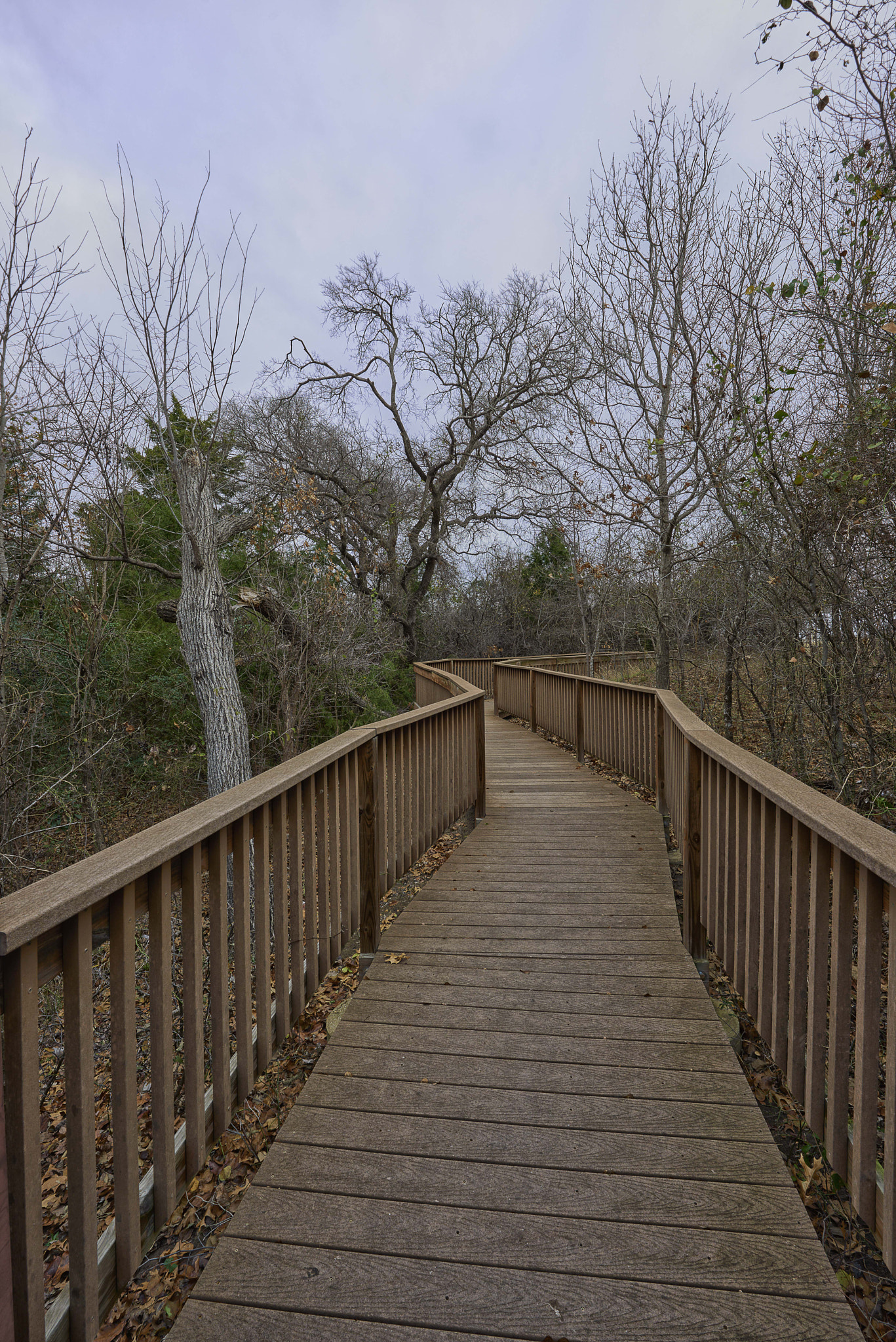 Nikon AF-S Nikkor 14-24mm F2.8G ED sample photo. Coppell nature reserve, fall jan 2017 photography