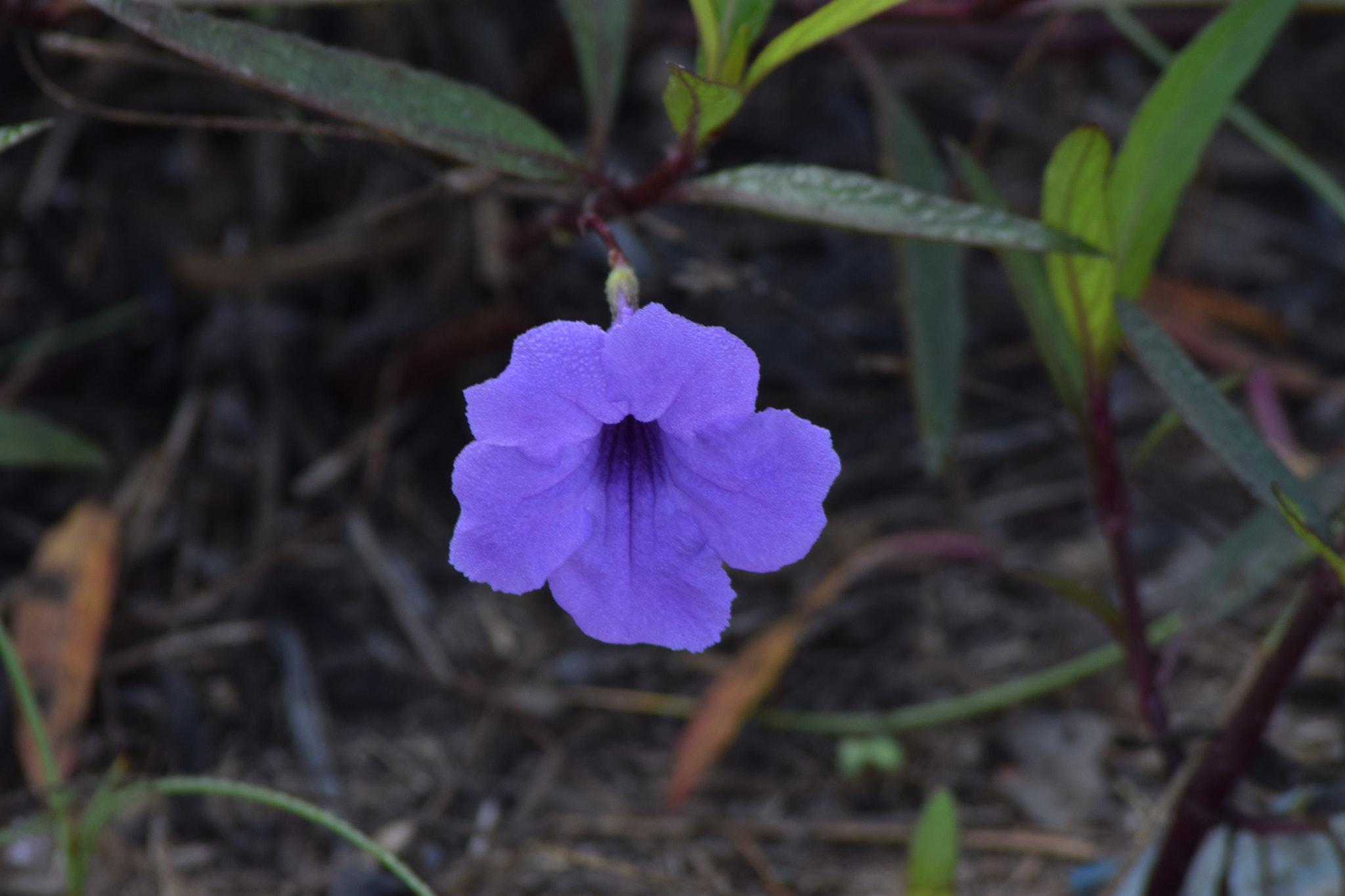 Nikon AF Nikkor 70-300mm F4-5.6G sample photo. Morning glory photography