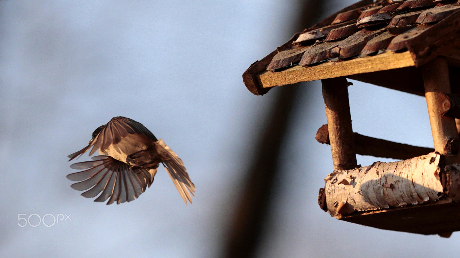 Canon EF 300mm F2.8L IS USM sample photo. Come back soon ! photography