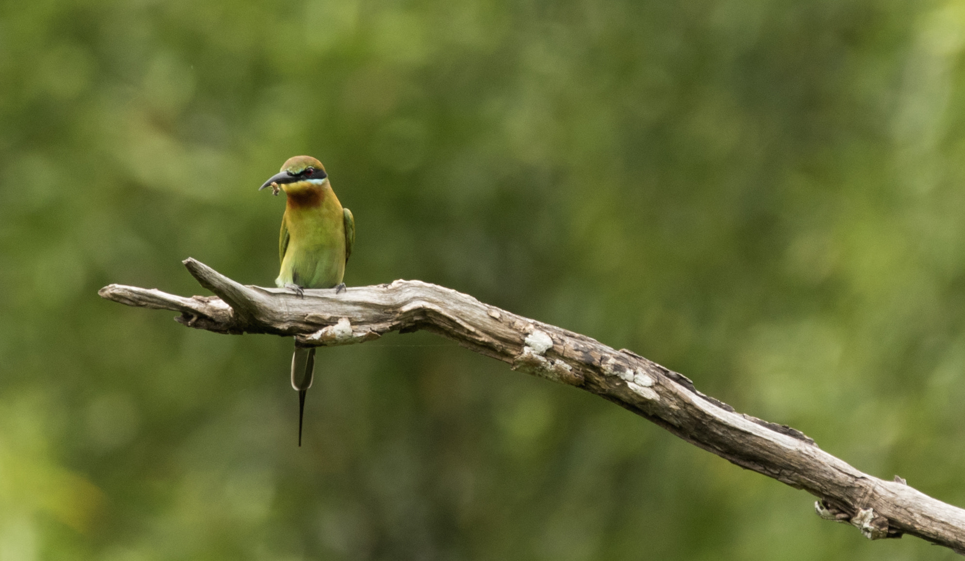 Nikon D5500 + Tamron SP 150-600mm F5-6.3 Di VC USD sample photo. Blue tailed bee eater.. photography