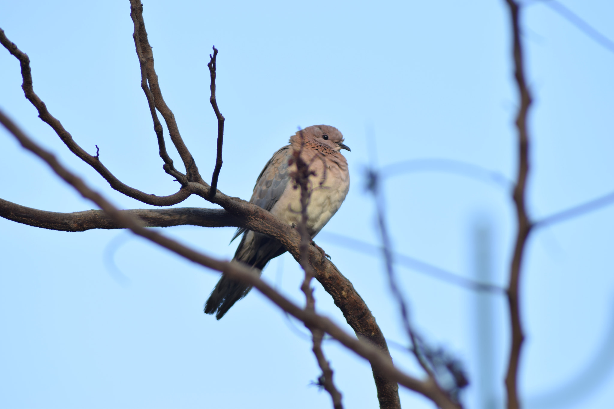 Nikon AF Nikkor 70-300mm F4-5.6G sample photo. Lonely bird on the tree photography