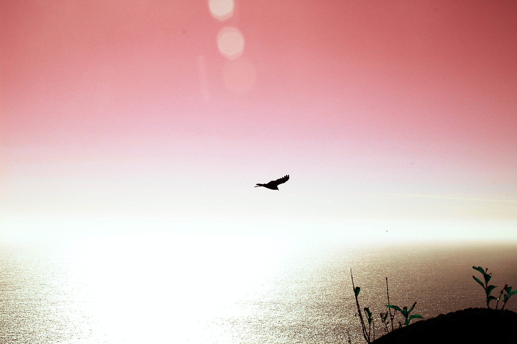 Nikon D70s + Sigma 18-200mm F3.5-6.3 DC sample photo. Ocean & bird  photography