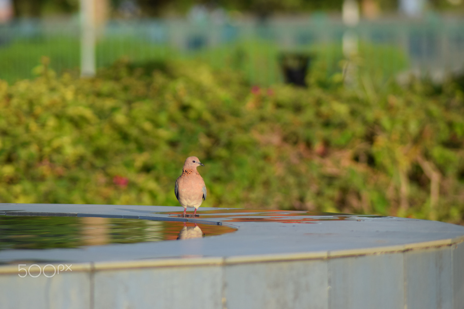 Nikon AF Nikkor 70-300mm F4-5.6G sample photo. I am watching you.... photography