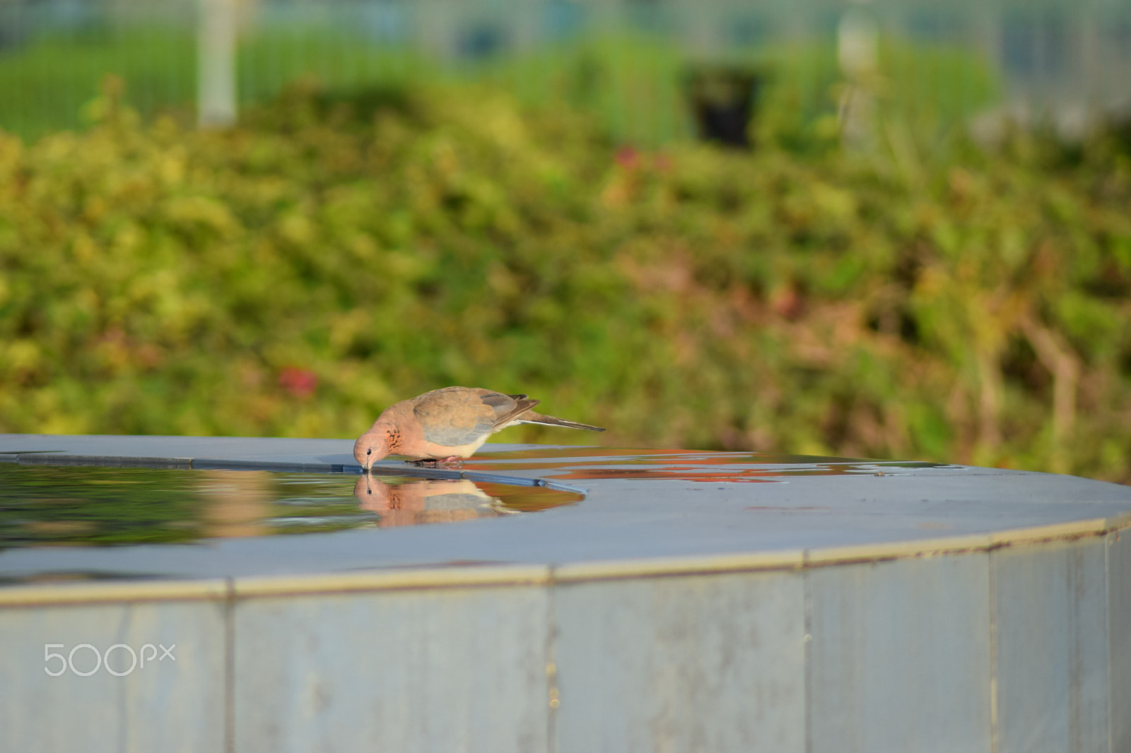 Nikon AF Nikkor 70-300mm F4-5.6G sample photo. Bird drinking water photography