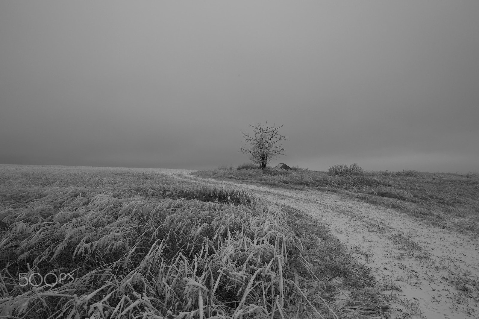 Canon EOS-1D Mark IV sample photo. Frozen over photography