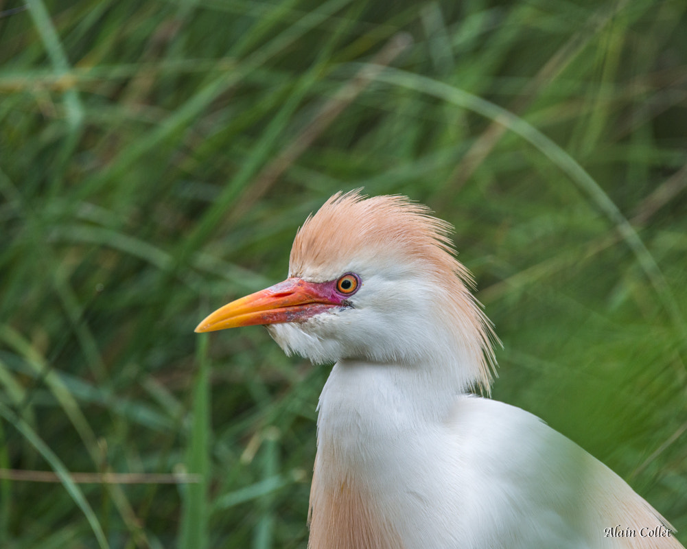 Sigma 150-600mm F5-6.3 DG OS HSM | C sample photo. Héron garde boeuf photography