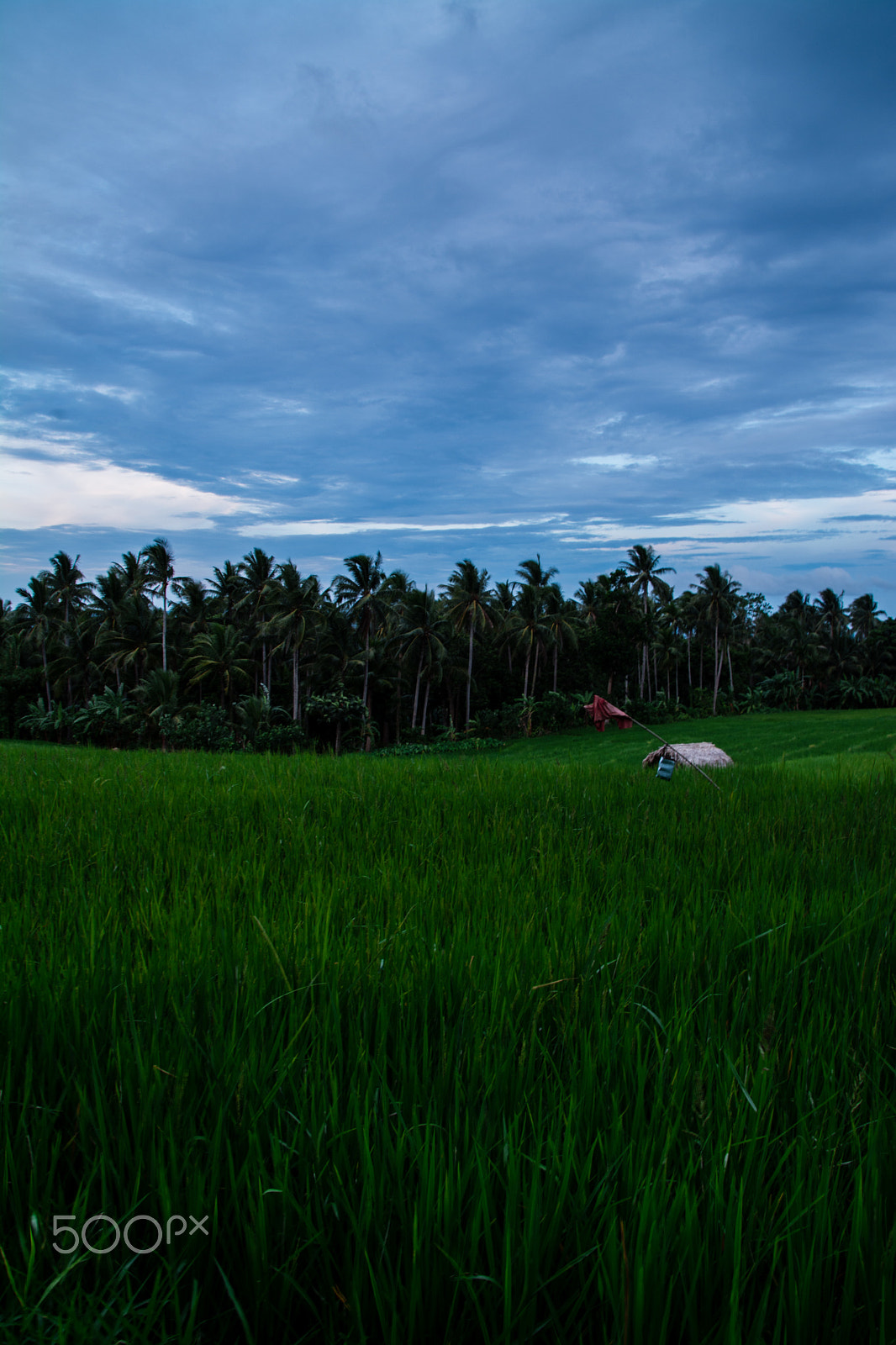 Nikon D7100 + Sigma 28-300mm F3.5-6.3 DG Macro sample photo. Rice field and nipa hut photography