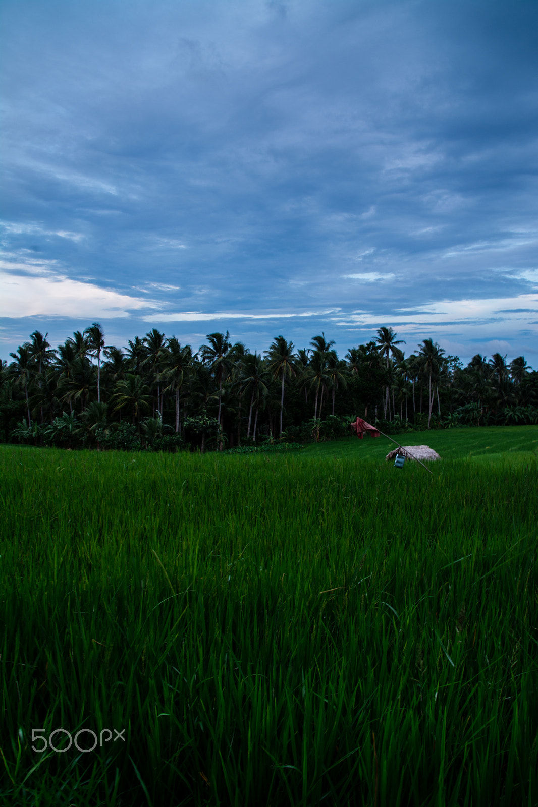 Sigma 28-300mm F3.5-6.3 DG Macro sample photo. Rice field and nipa hut photography