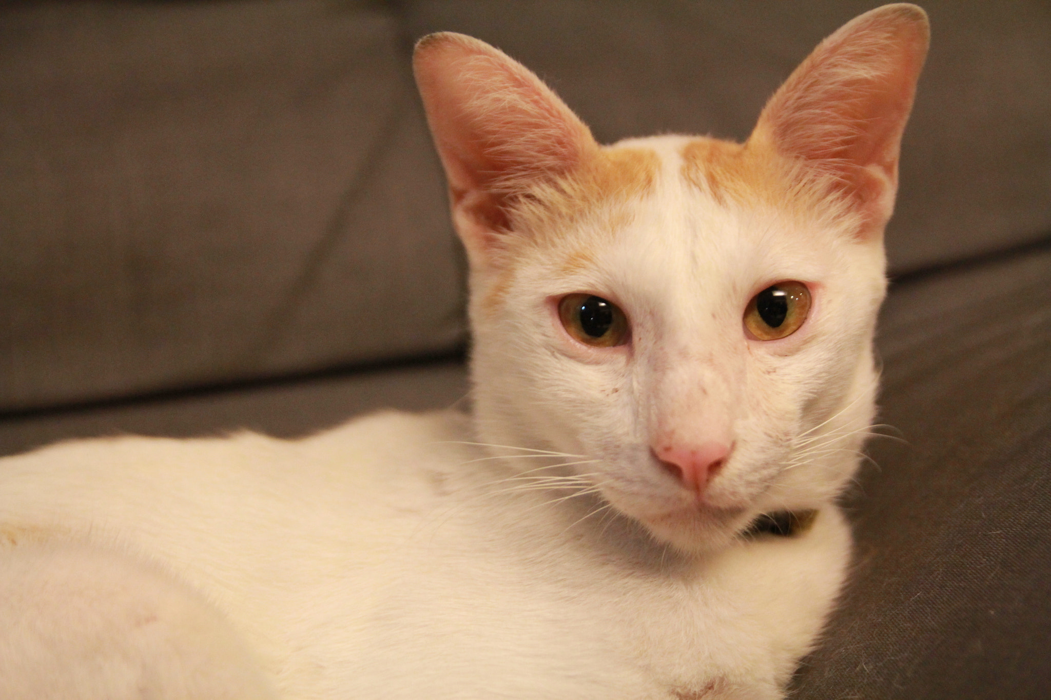 Canon EOS 60D + Sigma 18-50mm f/2.8 Macro sample photo