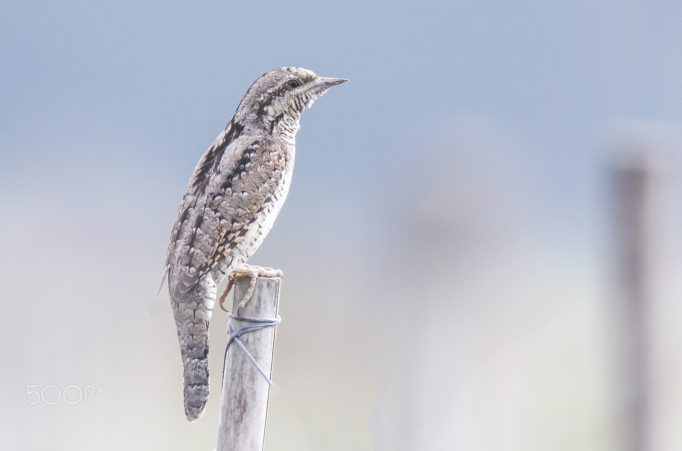 Tamron SP 150-600mm F5-6.3 Di VC USD sample photo. Eurasian wryneck photography