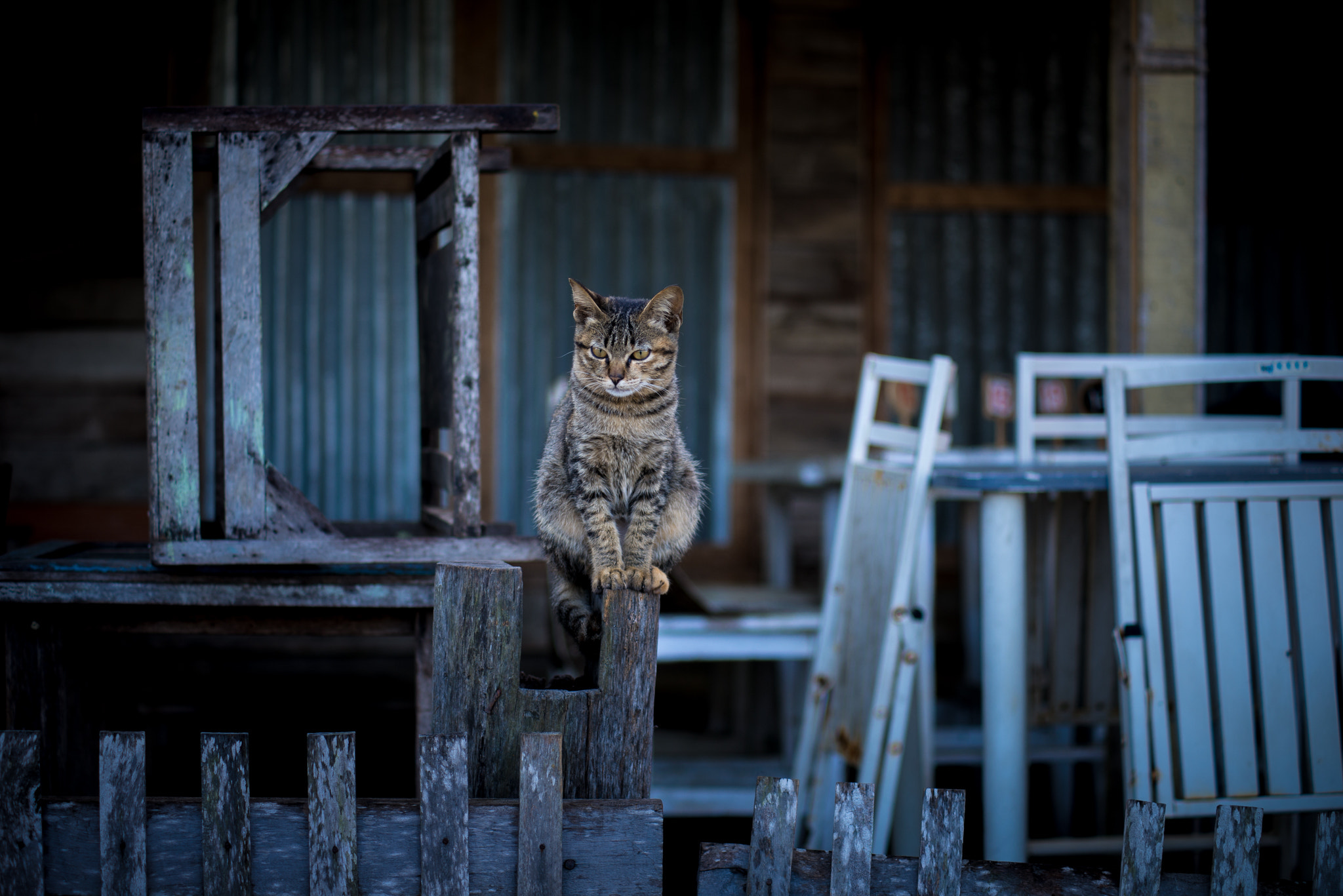Nikon D600 + AF Zoom-Nikkor 70-210mm f/4 sample photo. A cat on fence, chieng kan photography