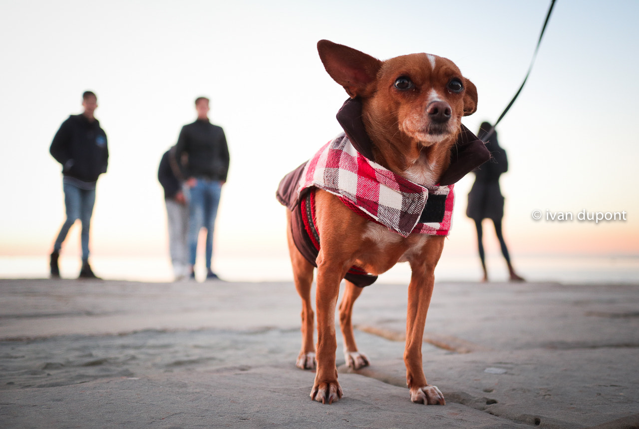 Canon EF-M 22mm F2 STM sample photo. Il piccolo cane, trieste, italia photography