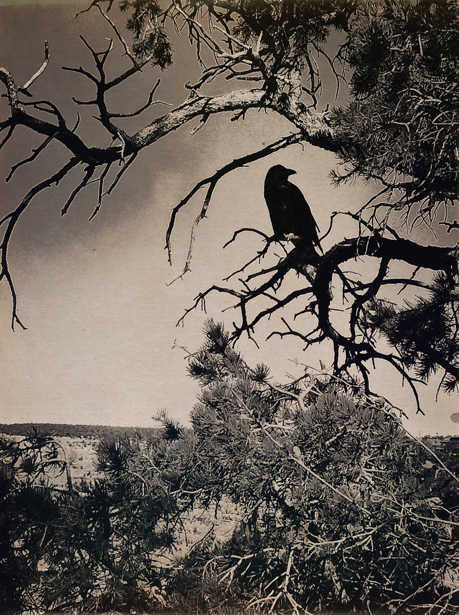 Hipstamatic 320 sample photo. Arizona photography