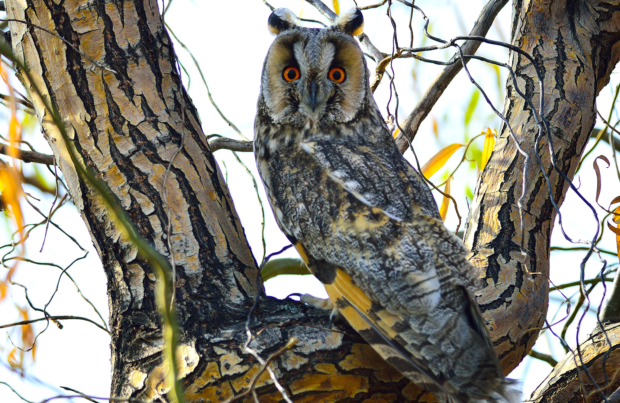Nikon D3200 + Nikon AF-S Nikkor 300mm F4D ED-IF sample photo. Kulaklı orman baykuşu (long-eared owl) photography