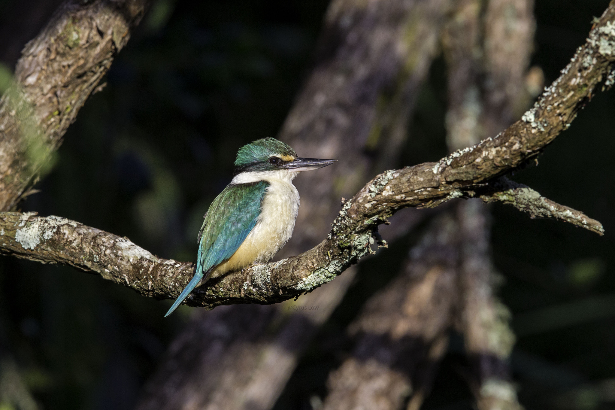 Canon EF 600mm F4L IS II USM sample photo. Sacred kingfisher photography