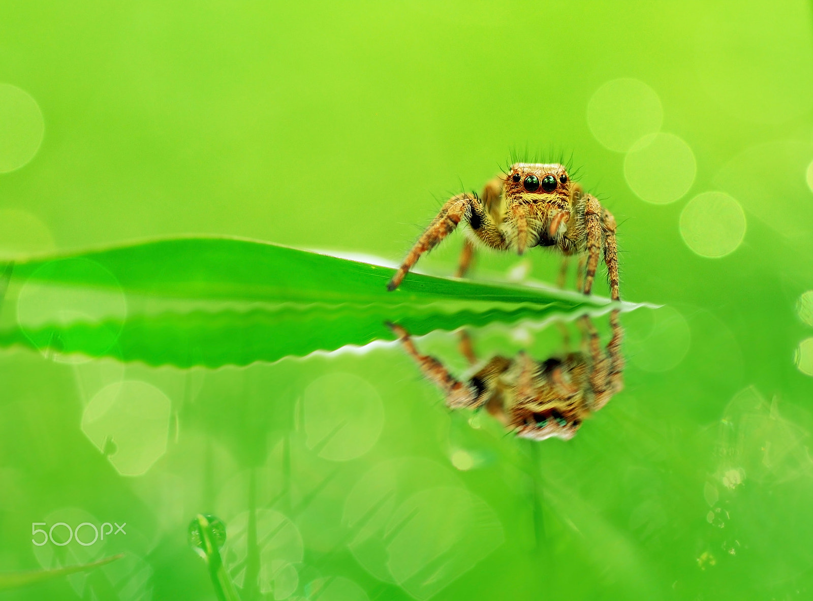 Nikon D5000 + Tamron SP 90mm F2.8 Di VC USD 1:1 Macro sample photo. Reflection,spider.jumping spider. photography