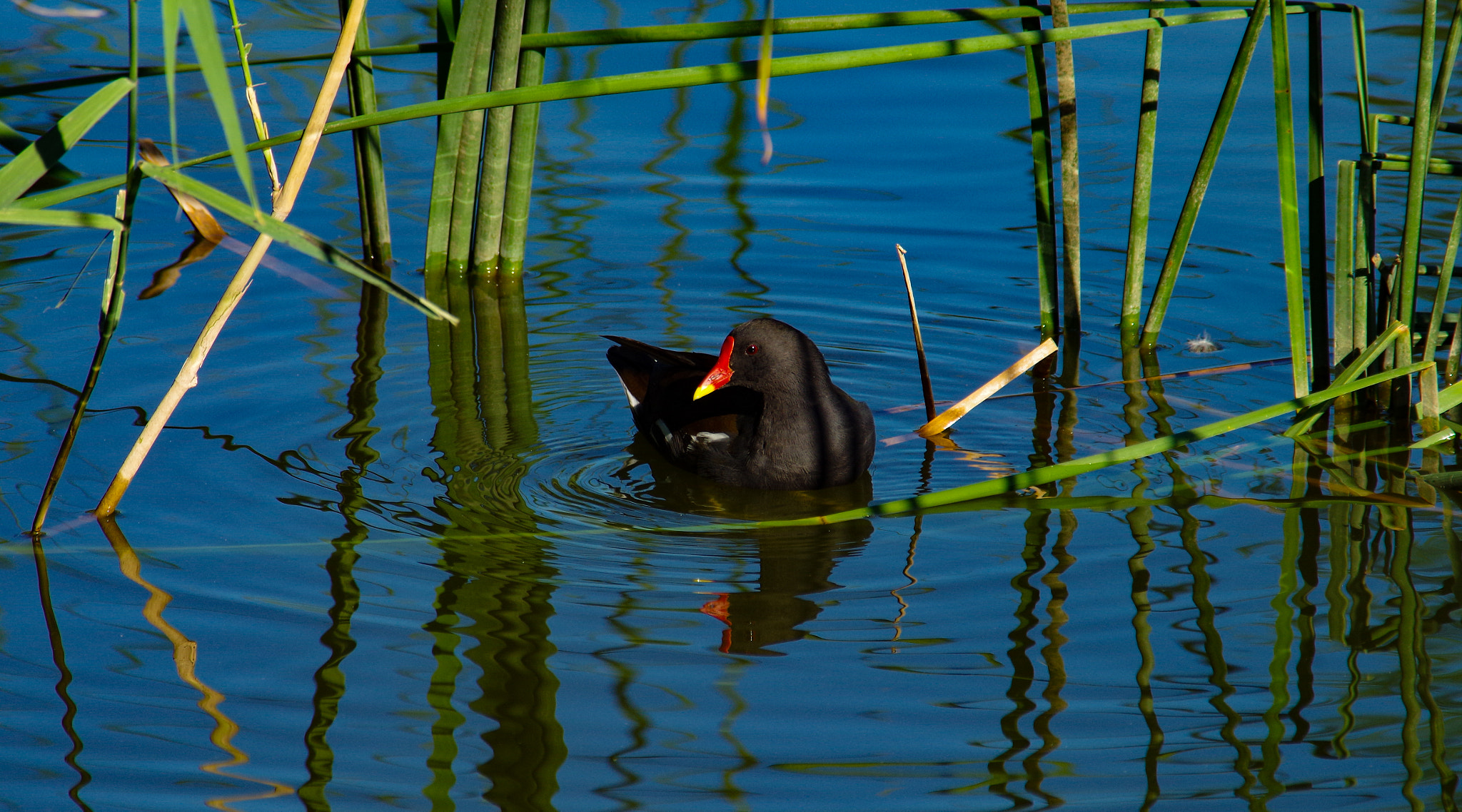 Pentax K-30 + Sigma sample photo. Gallinula chloropus photography