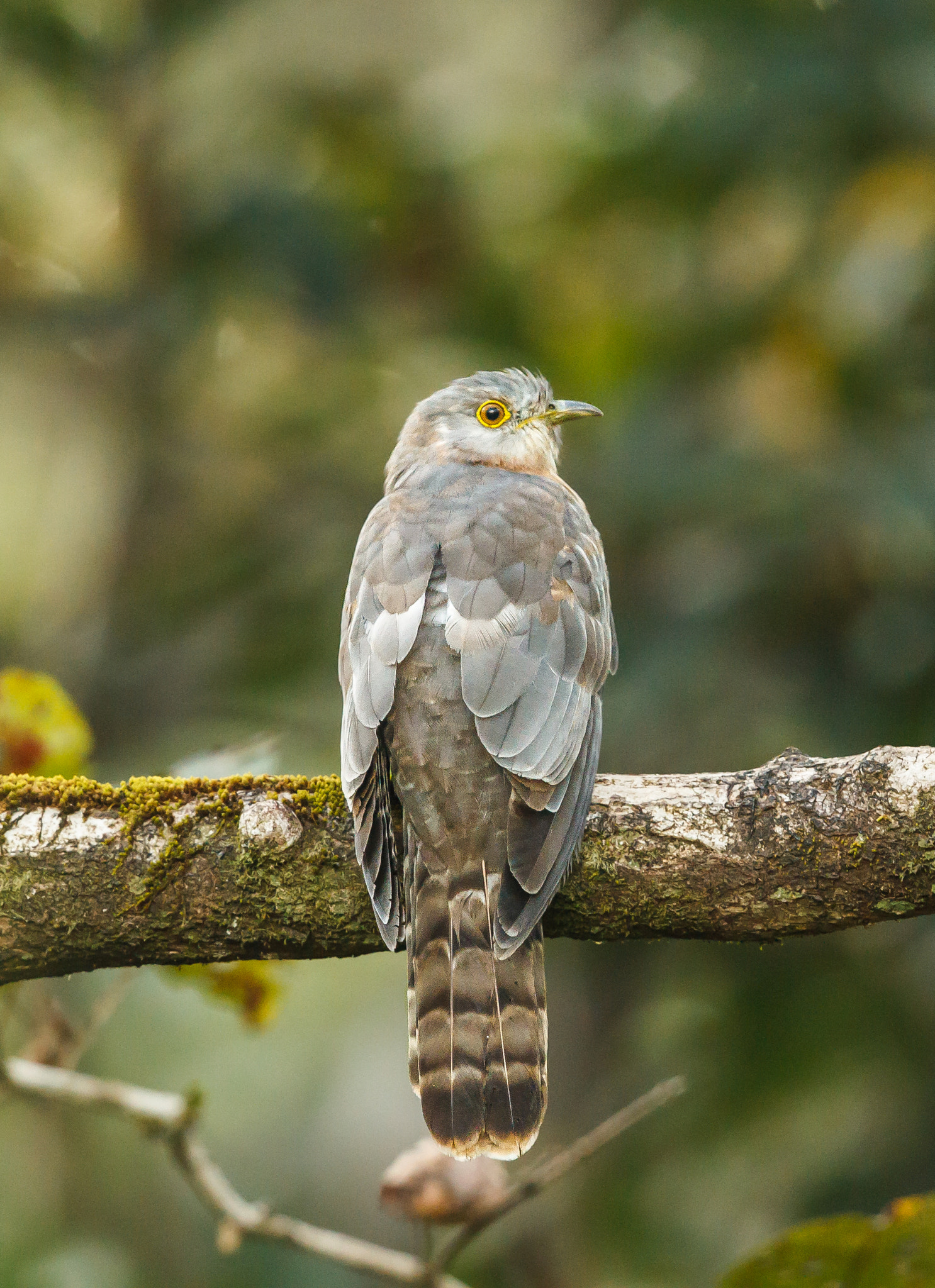Canon EF 500mm F4L IS II USM sample photo. Common hawk cuckoo photography