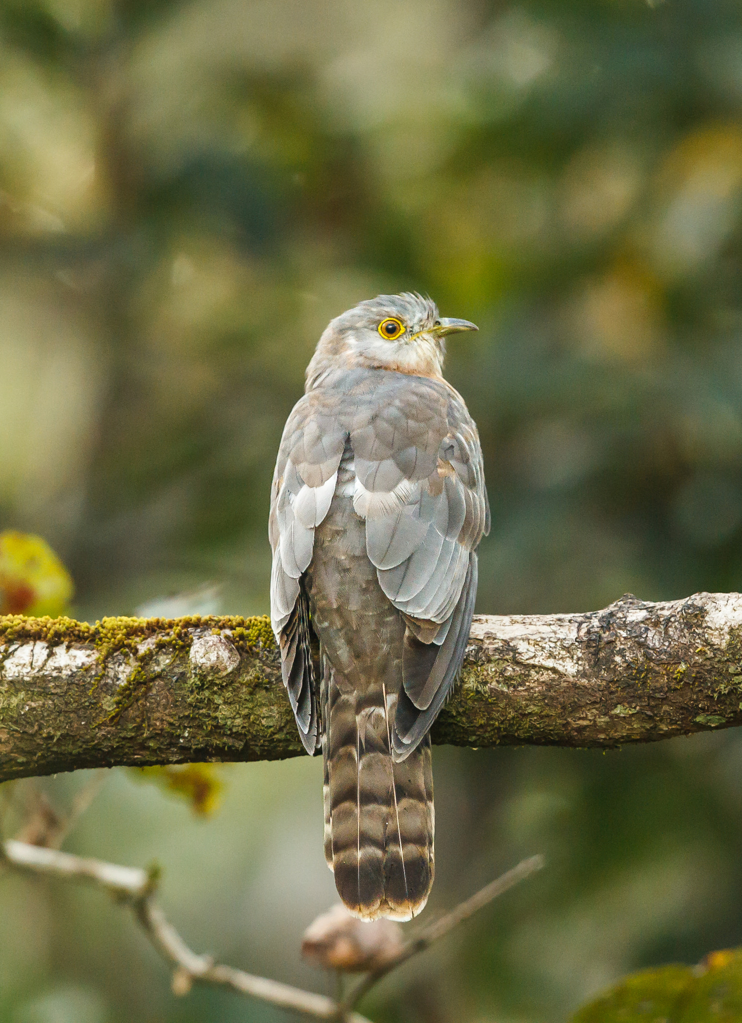 Canon EOS-1D Mark IV + Canon EF 500mm F4L IS II USM sample photo. Common hawk cuckoo photography