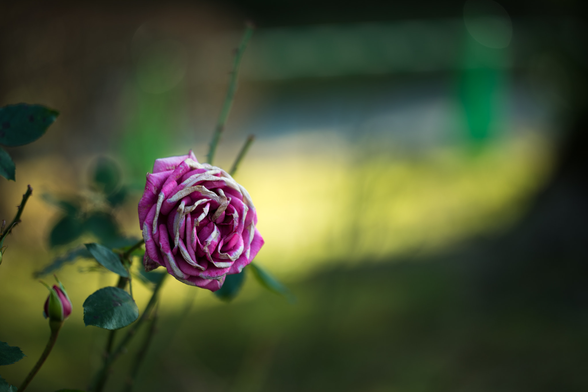 Sigma 150mm F2.8 EX DG OS Macro HSM sample photo. Rose photography