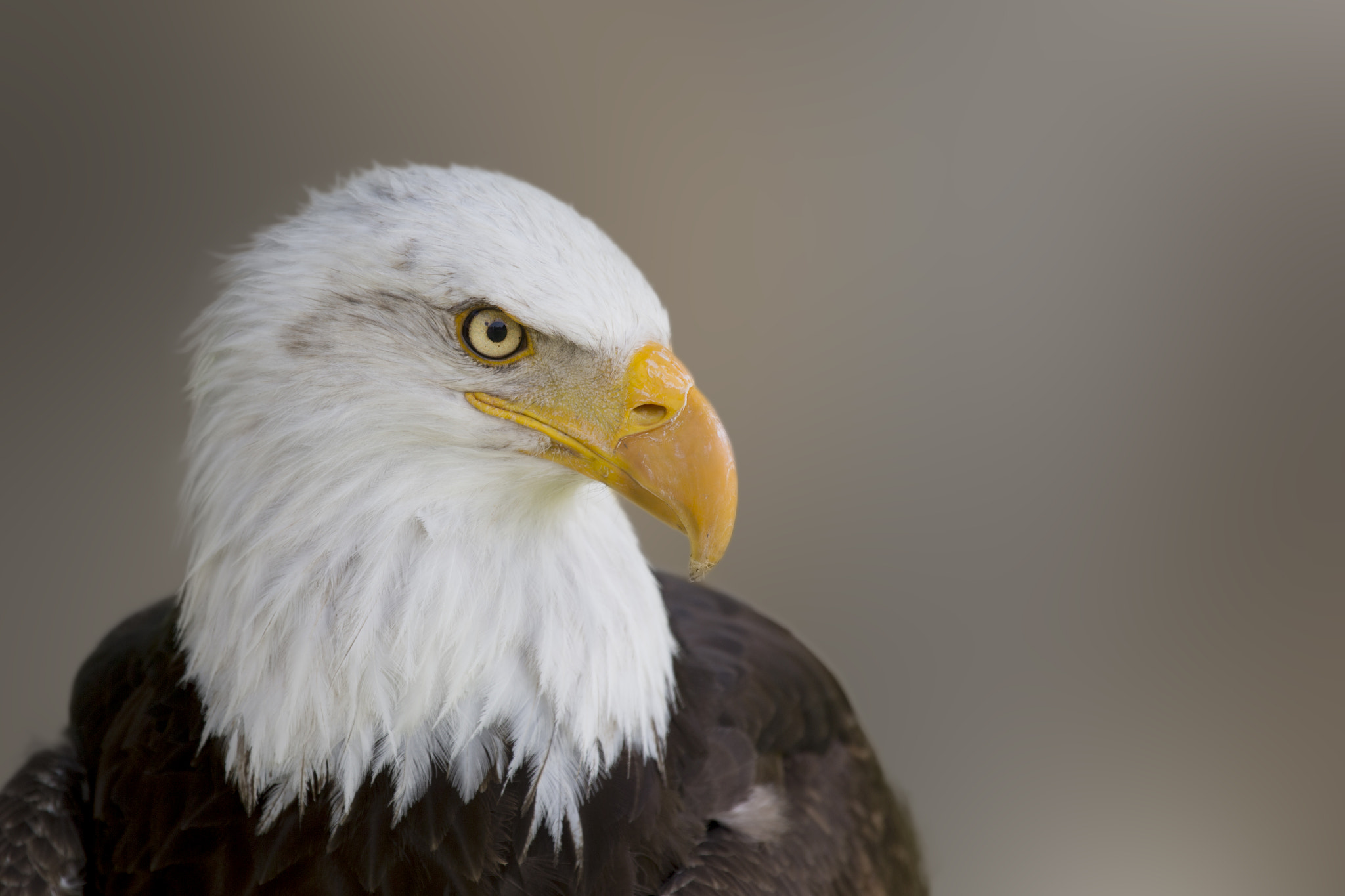 Canon EOS-1D X + Canon EF 100-400mm F4.5-5.6L IS USM sample photo. Bald eagle photography