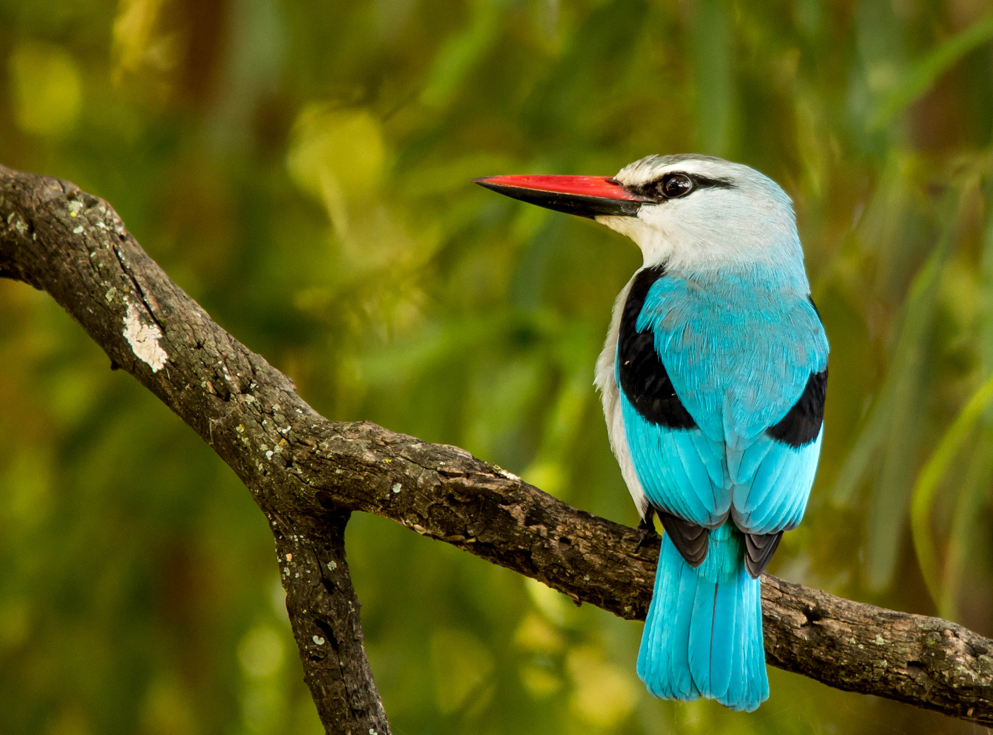 Sigma 150-500mm F5-6.3 DG OS HSM sample photo. Woodlands kingfisher photography