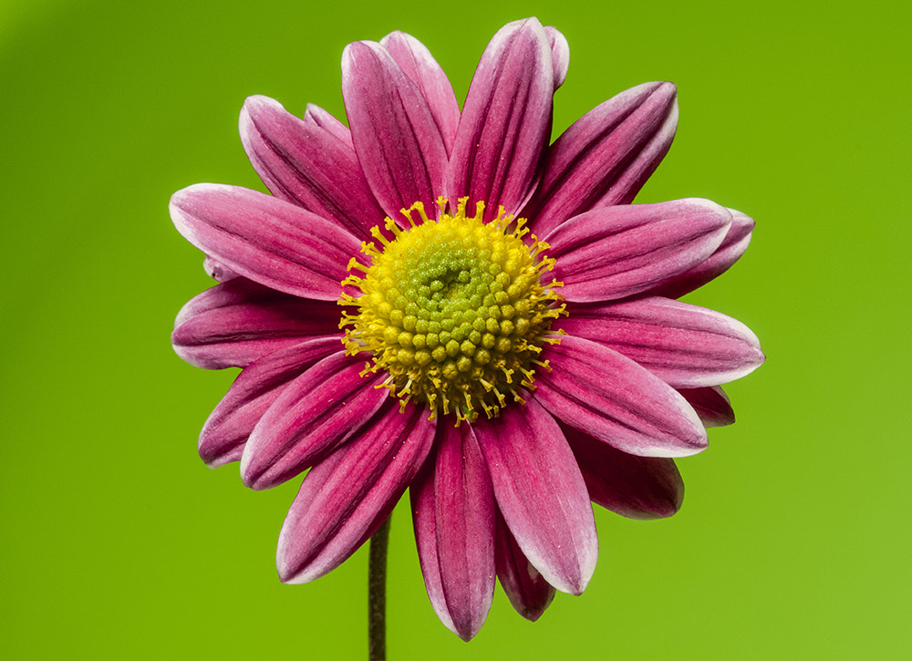 Nikon AF-S Micro-Nikkor 105mm F2.8G IF-ED VR sample photo. Little flower photography