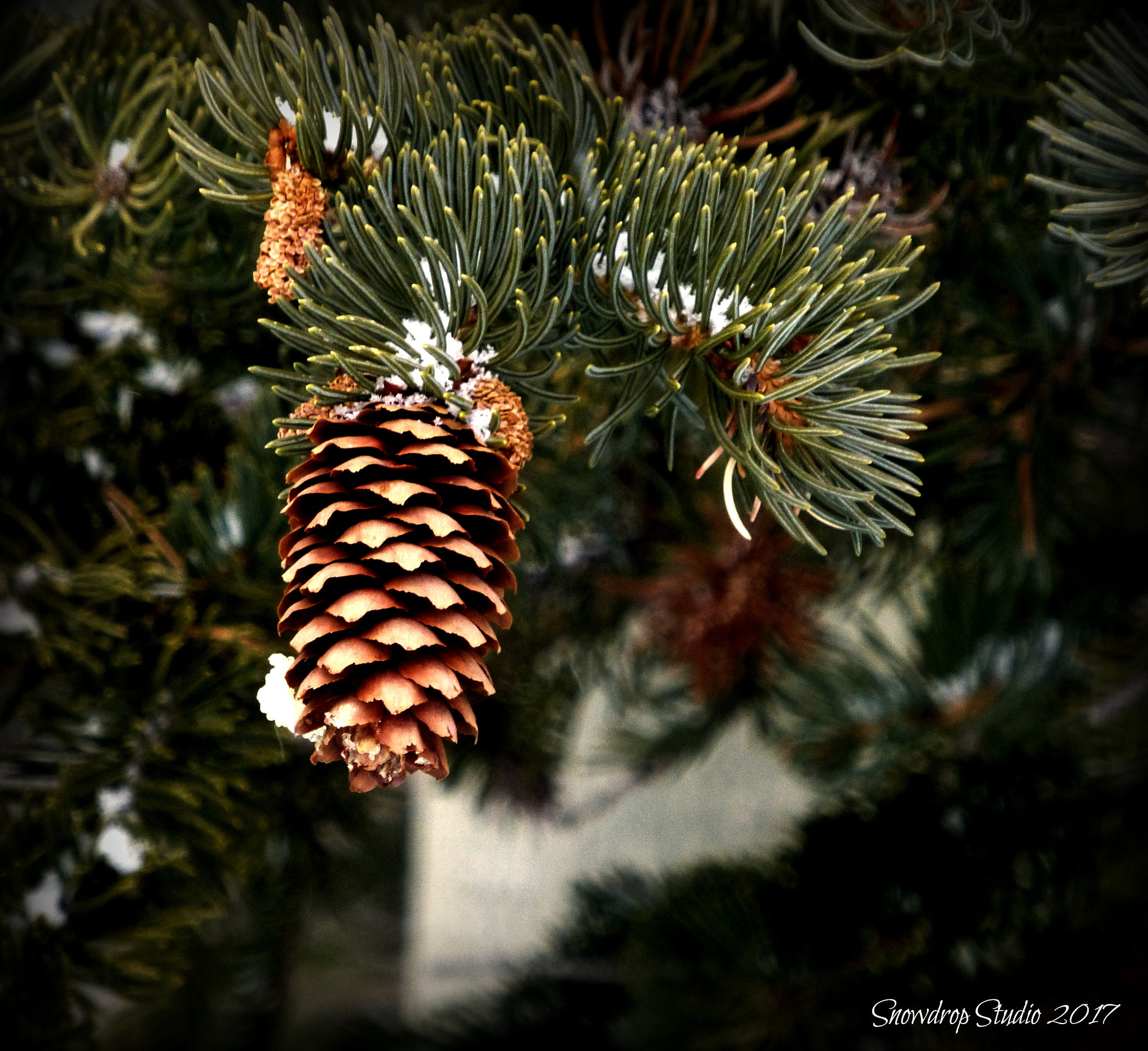 Panasonic Lumix DMC-ZS20 (Lumix DMC-TZ30) sample photo. Pinecone photography