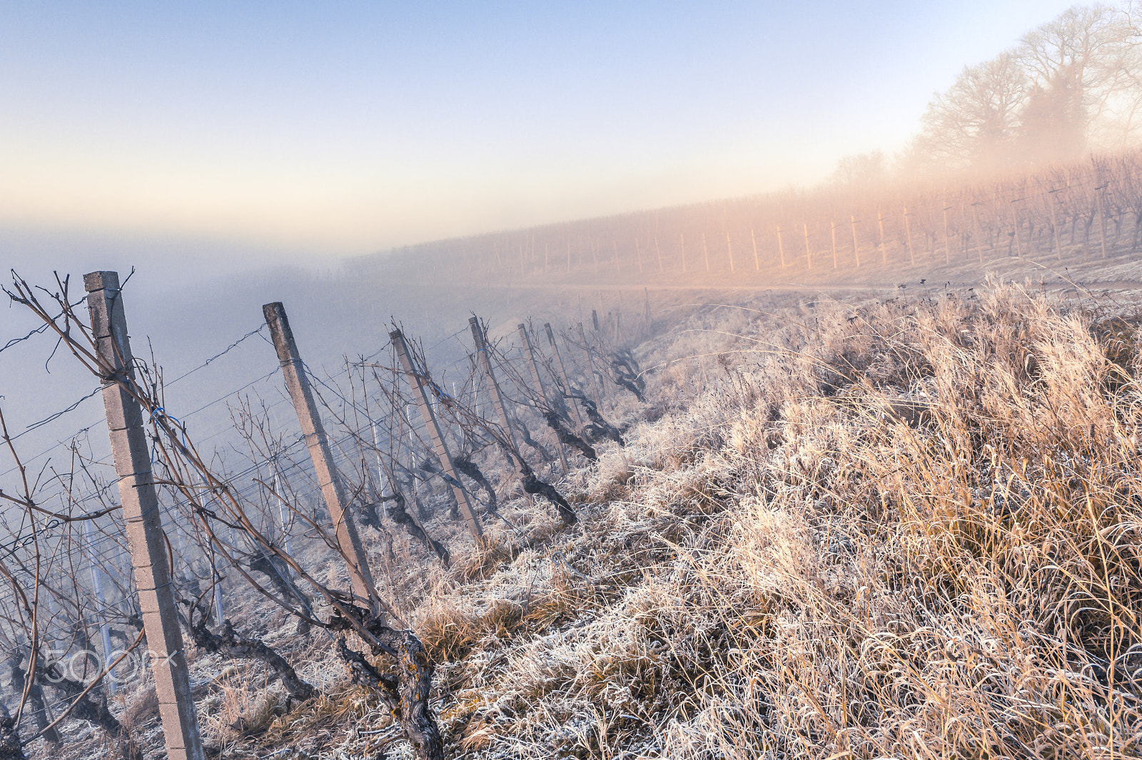 Nikon D500 sample photo. Nebelgrenze photography