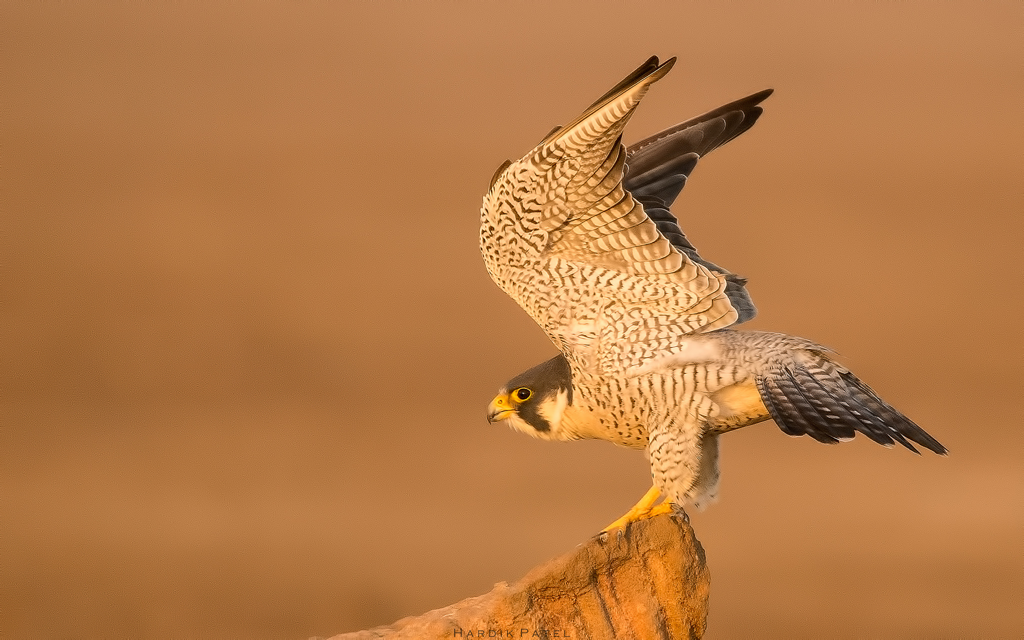 Nikon D5 sample photo. Fastest in animal kingdom... photography
