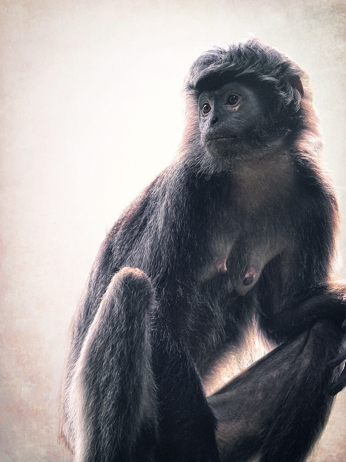 Olympus OM-D E-M1 sample photo. Portrait of a black javan langur photography