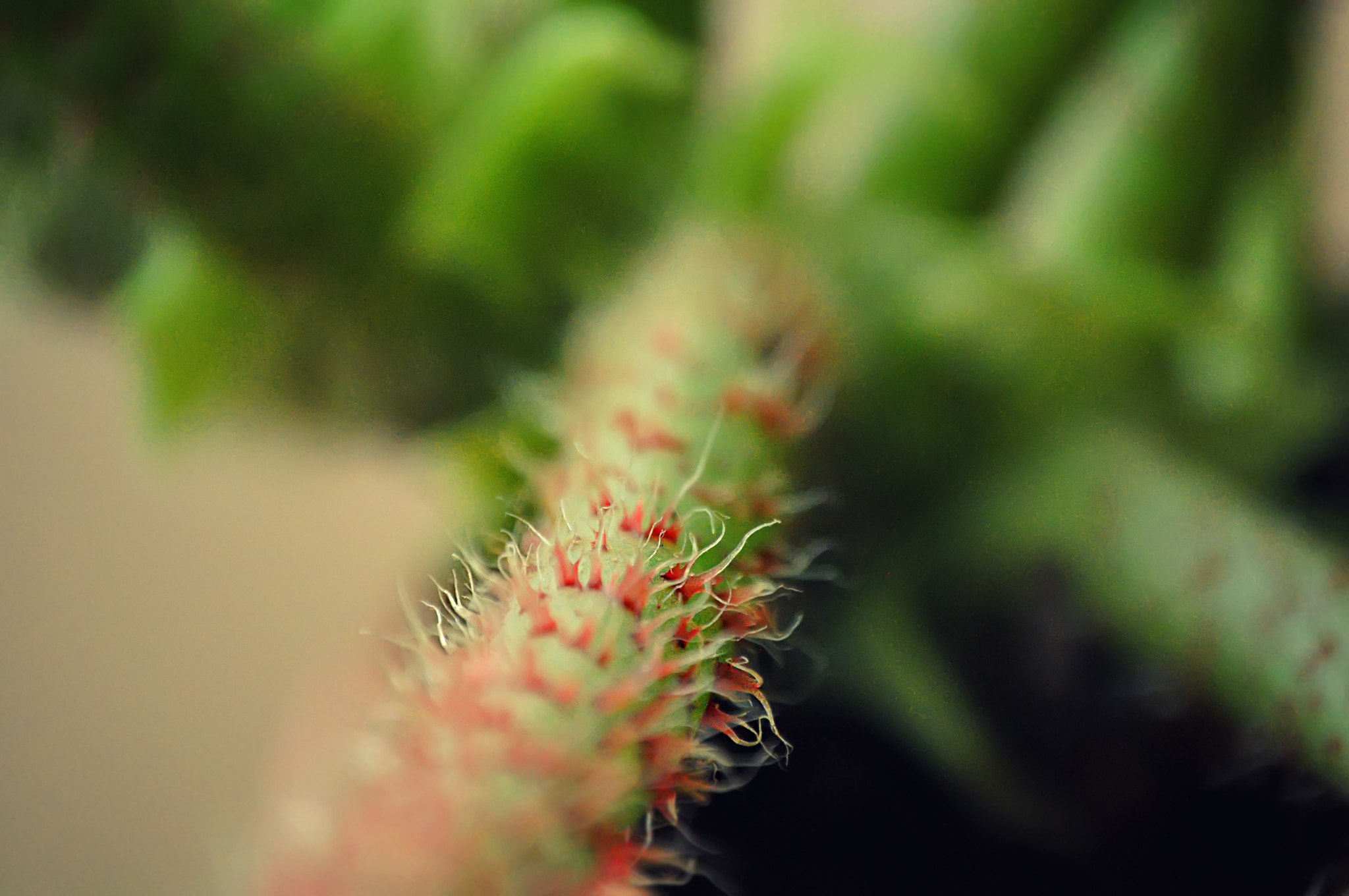 Nikon D5000 sample photo. Nature photography