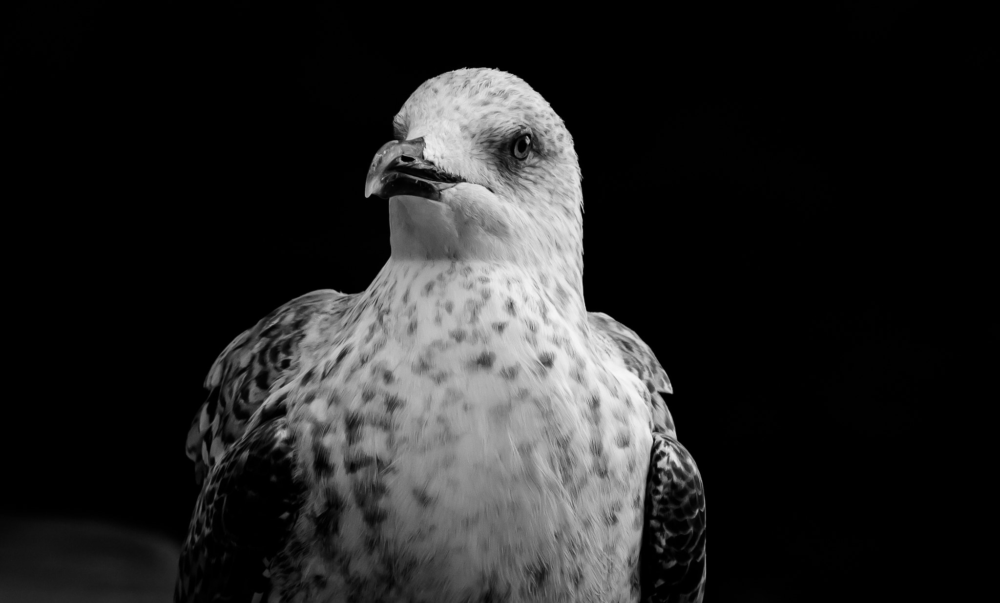 Canon EOS 650D (EOS Rebel T4i / EOS Kiss X6i) sample photo. Mediterranean eagle photography