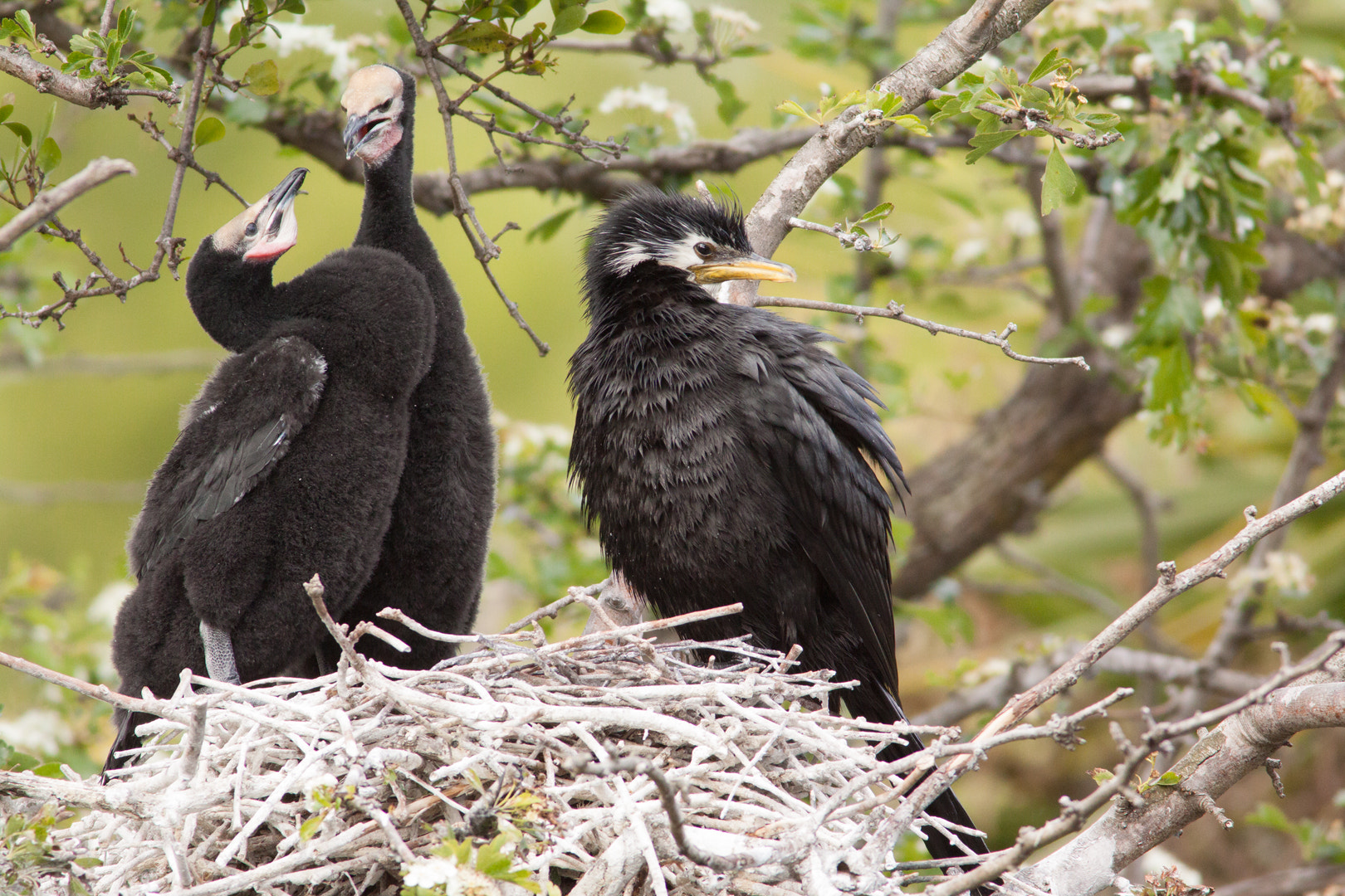 Canon EOS 50D + Canon EF 400mm F5.6L USM sample photo. Little shag nest photography