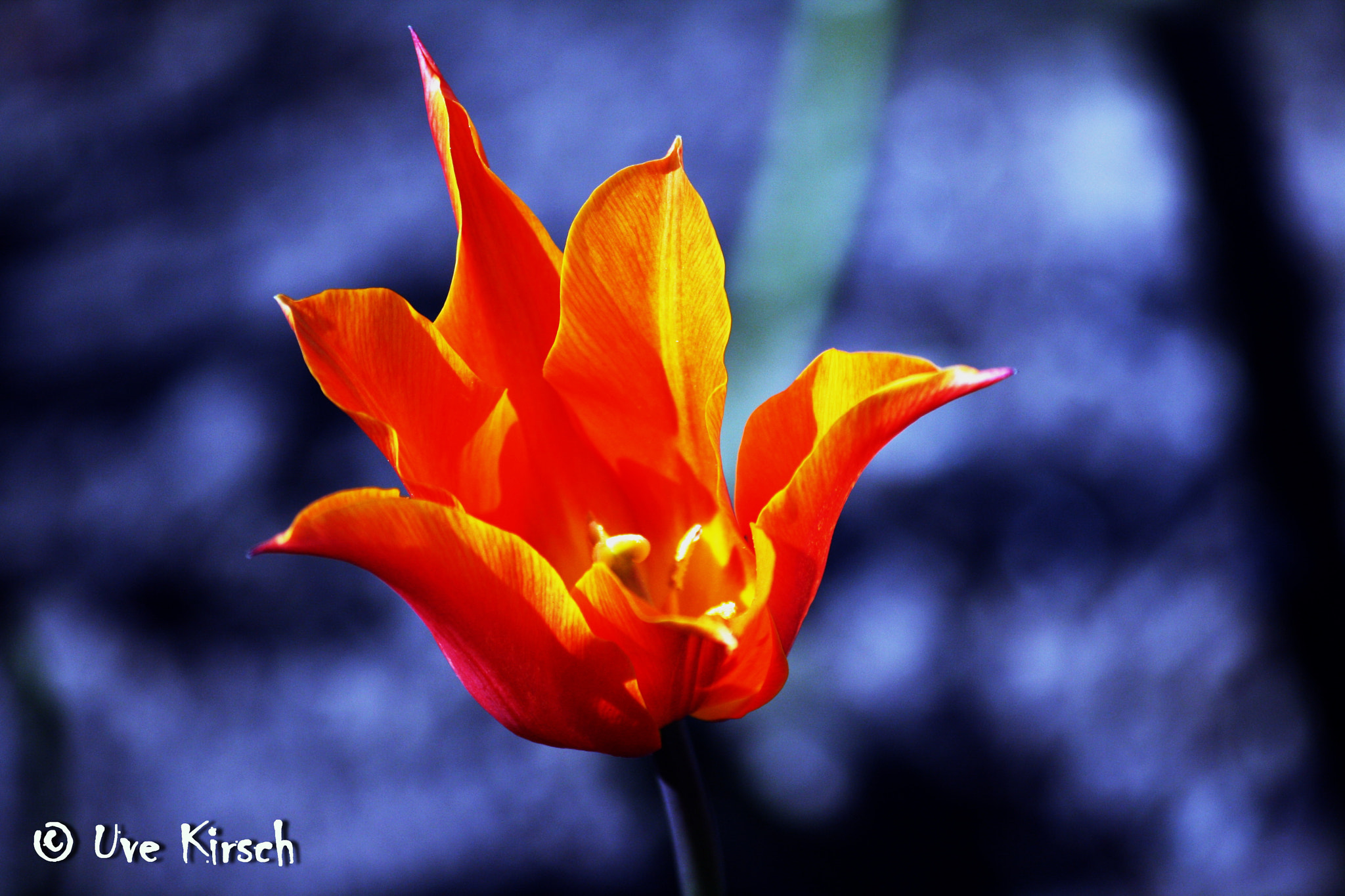 Canon EF-S 55-250mm F4-5.6 IS sample photo. Orange tulip art photography