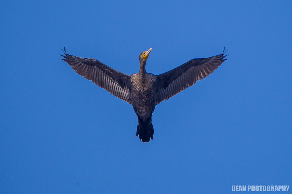 Canon EOS-1D Mark IV sample photo. Flying photography