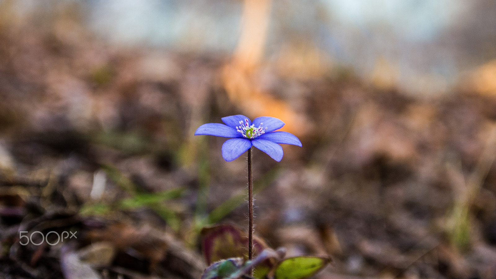 Olympus PEN E-PL1 sample photo. Spring is comming photography