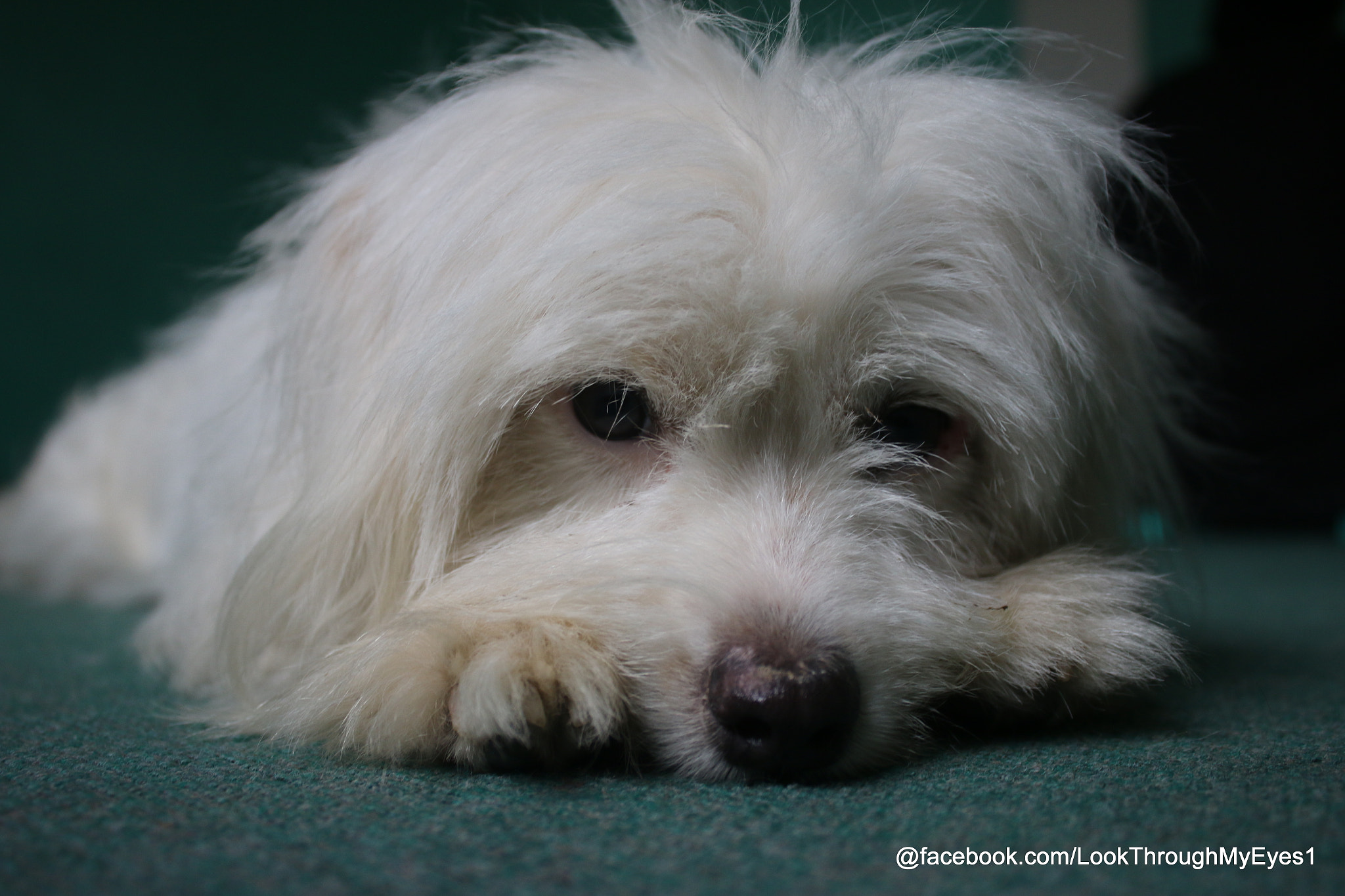 Canon EF-S 18-55mm F3.5-5.6 III sample photo. Cuty photography
