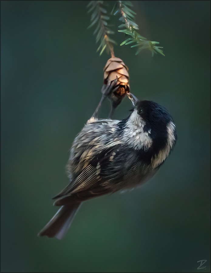 Canon EOS 7D Mark II sample photo. Tannenmeise futter suchend - coal tit photography