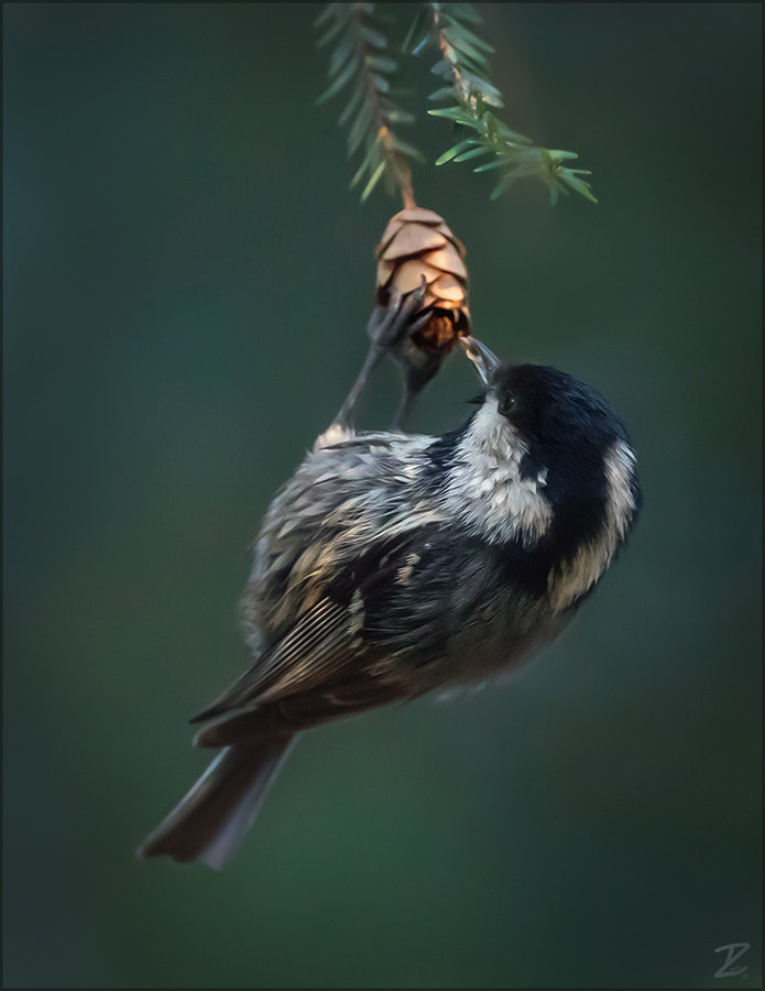 Canon EF 400mm F4 DO IS II USM sample photo. Tannenmeise futter suchend - coal tit photography