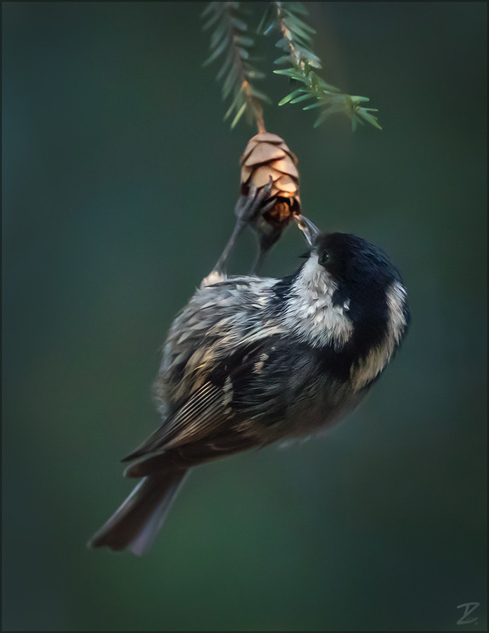 Canon EOS 7D Mark II + Canon EF 400mm F4 DO IS II USM sample photo. Tannenmeise futter suchend - coal tit photography