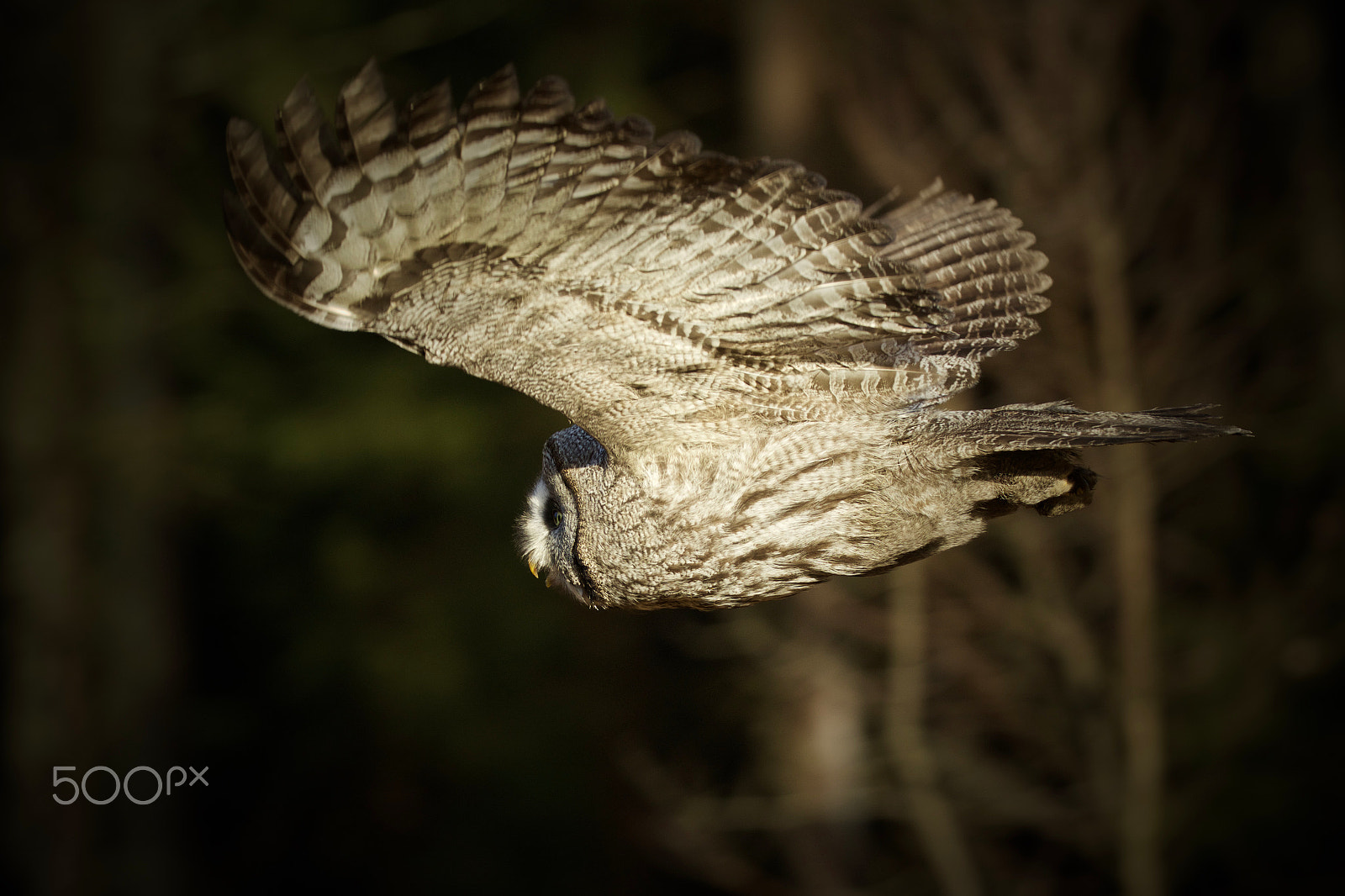 Canon EOS 7D Mark II sample photo. Silent flight photography