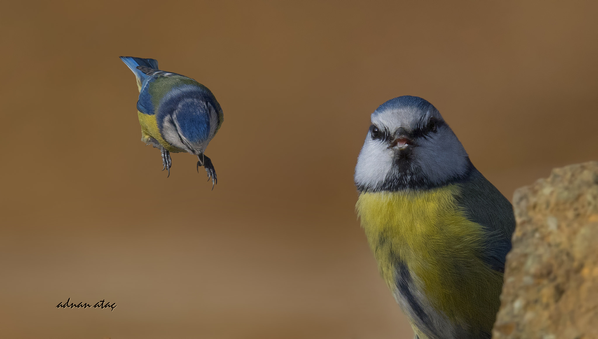 Sigma 150-600mm F5-6.3 DG OS HSM | S sample photo. Mavi baştankara - cyanistes caeruleus - eurasian blue tit photography