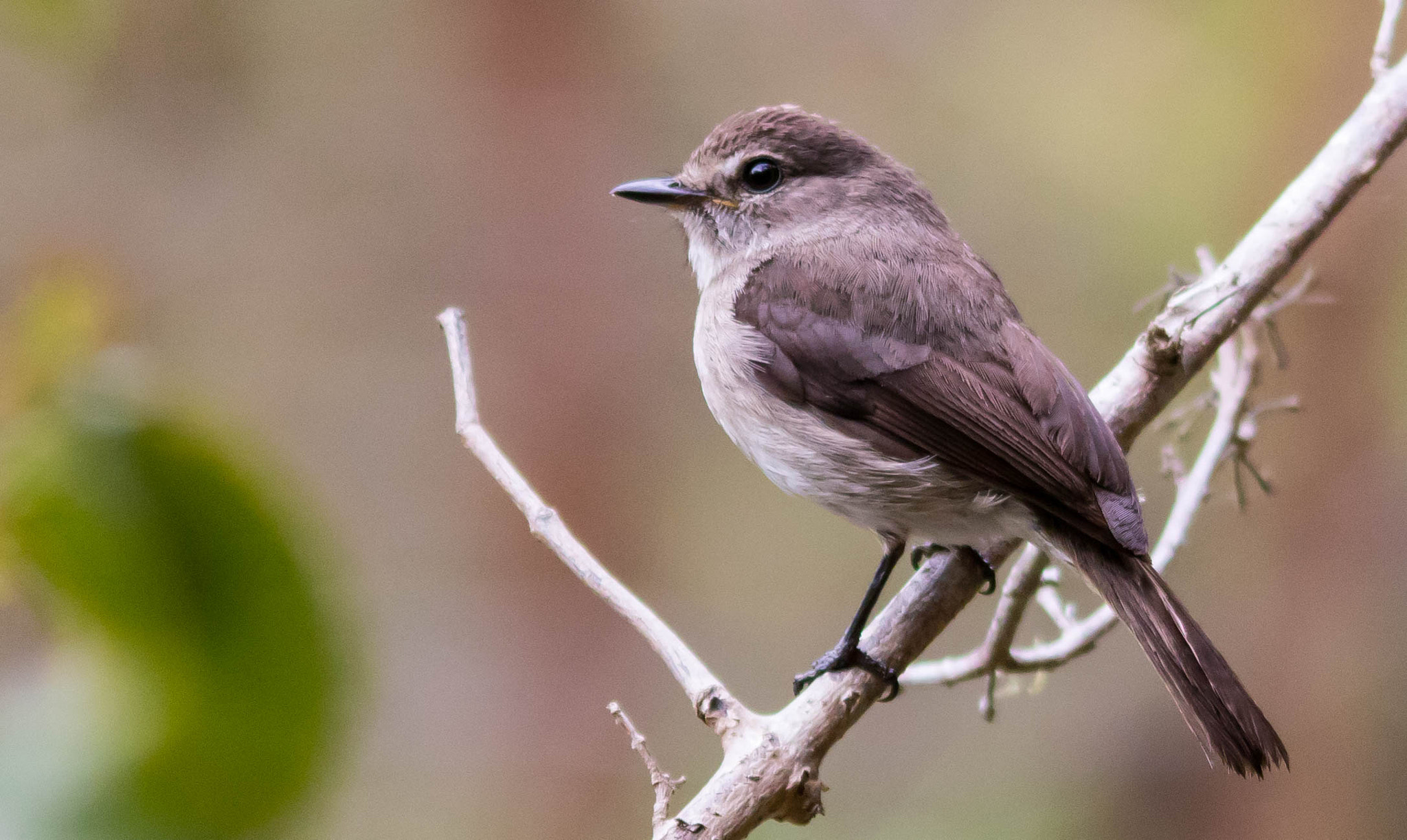 Sigma 150-500mm F5-6.3 DG OS HSM sample photo. African dusky flycatcher photography