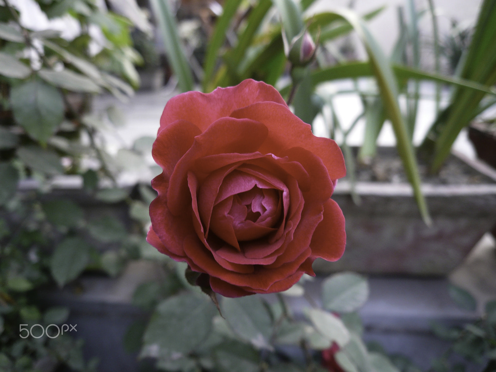Panasonic DMC-FX100 sample photo. Beautiful red rose in a small garden photography