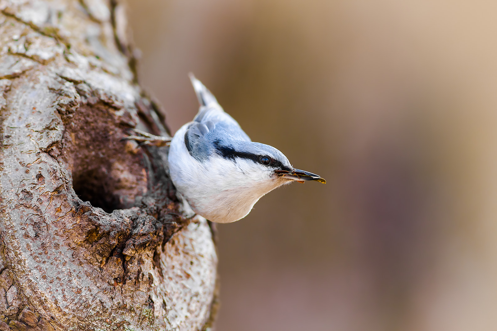 Canon EF 300mm F4L IS USM sample photo. Building a nest photography