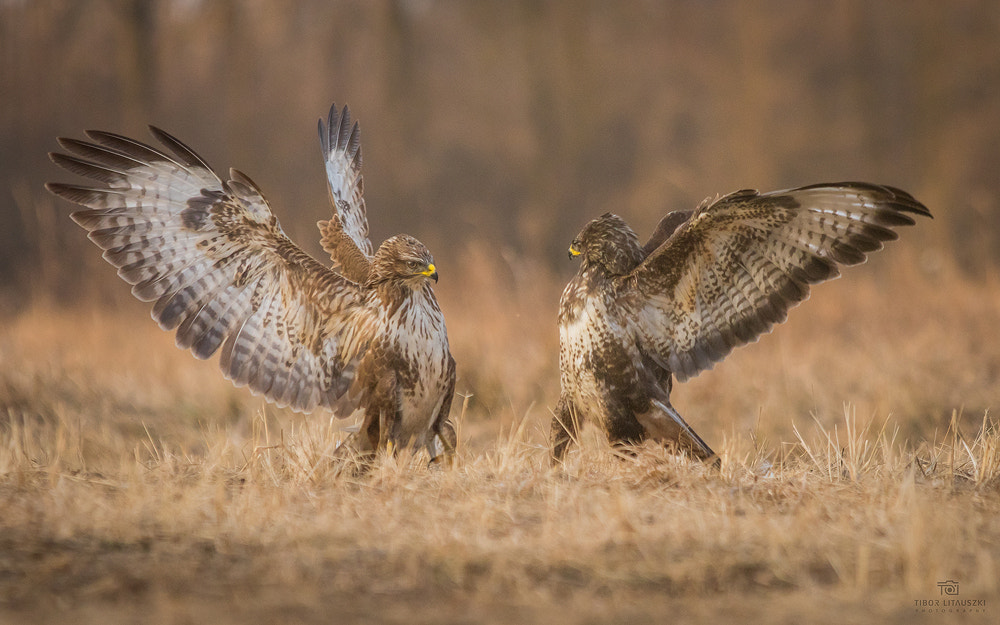 Canon EF 70-200mm F2.8L IS USM sample photo. Bussard fight photography