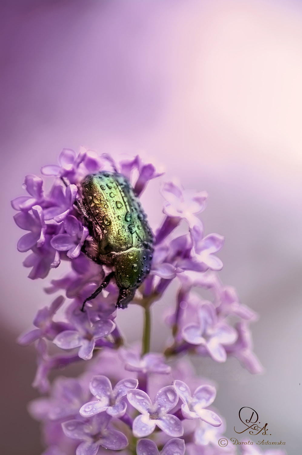 Pentax K20D sample photo. Beetle photography