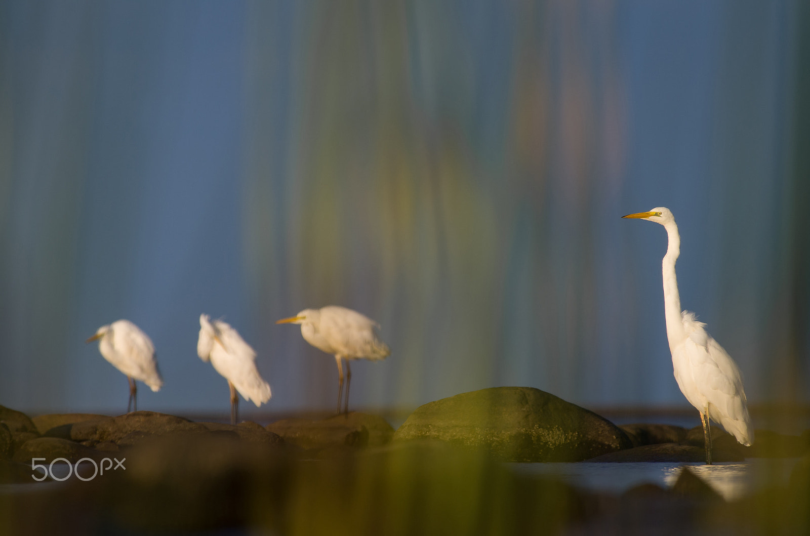 Pentax K-50 sample photo. Security guard on the alert photography