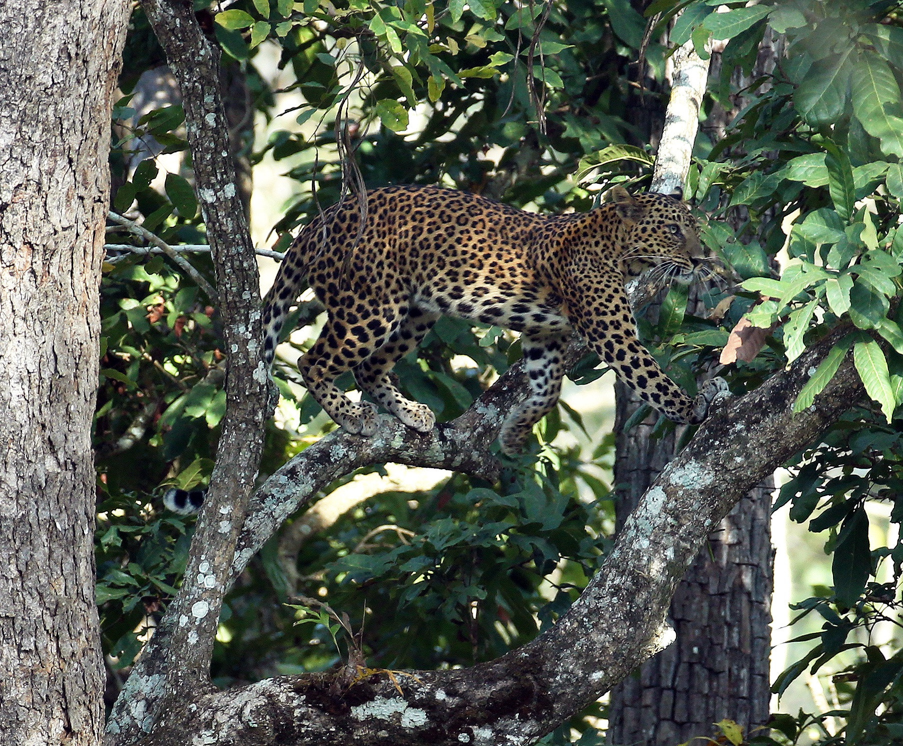 Canon EF 200-400mm F4L IS USM Extender 1.4x sample photo. A dream shot.. photography